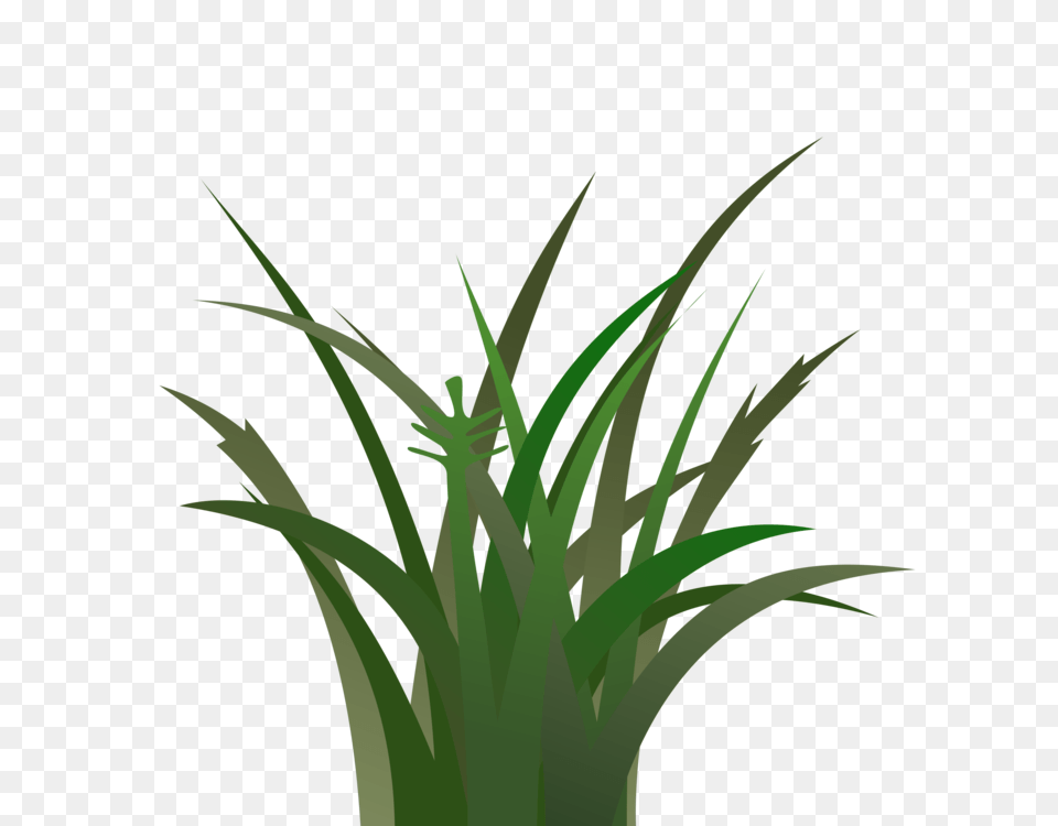 Tropical Vegetation Lawn Plant, Grass, Green Free Png Download