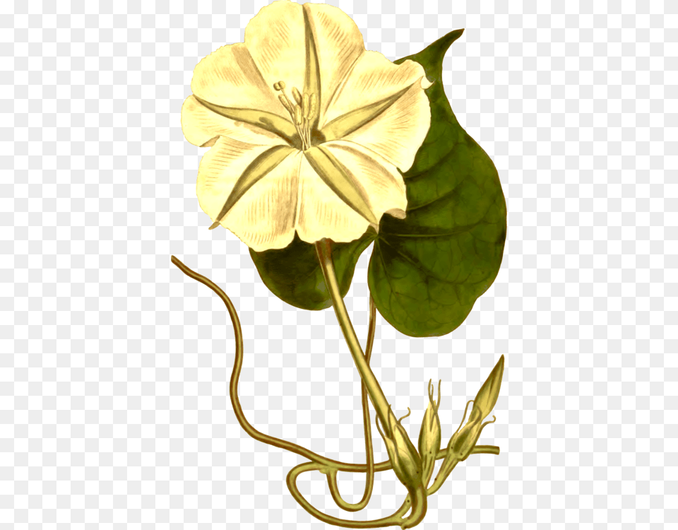 Tropical White Morning Glory Japanese Morning Glory Clip Art, Anther, Flower, Geranium, Plant Free Png Download