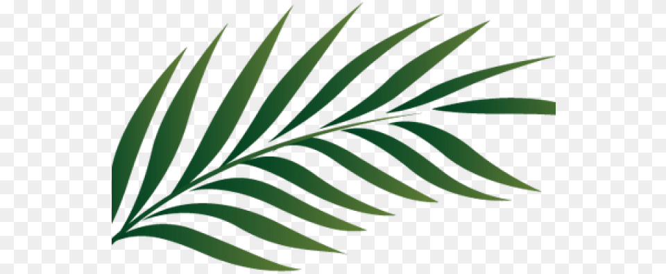 Tropics Clipart Palm Frond Palm Leaves, Green, Leaf, Plant, Fern Png