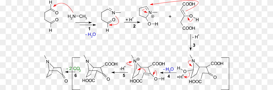 Tropinone Synthesis Pseudopelletierine Synthesis, Light Free Png