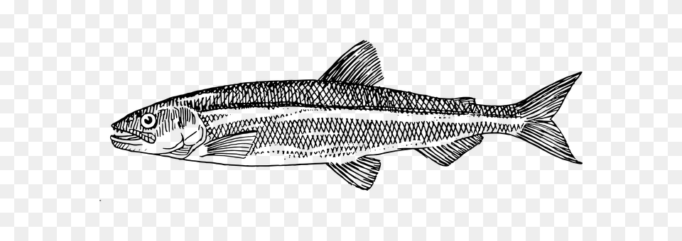 Trout Gray Png