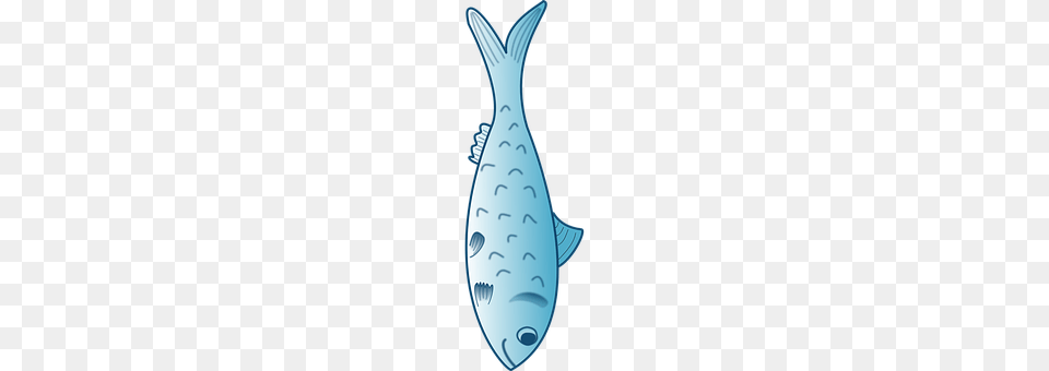 Trout Animal, Aquatic, Sea Life, Water Free Png