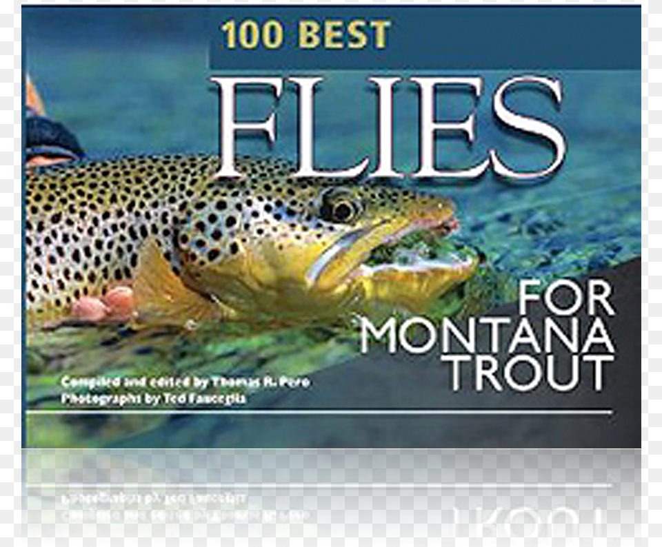 Trout, Animal, Fish, Sea Life, Advertisement Free Transparent Png