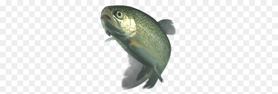 Trout, Animal, Fish, Sea Life, Cod Free Png