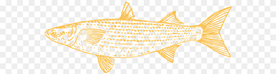 Trout, Animal, Fish, Food, Mullet Fish Png