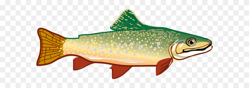 Trout Animal, Fish, Sea Life Free Png