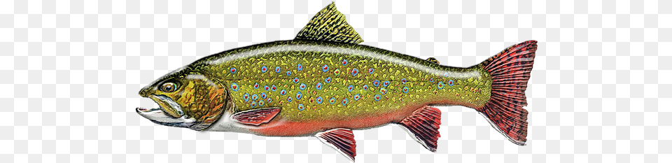 Trout, Animal, Fish, Sea Life Free Transparent Png