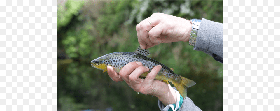 Trout, Animal, Body Part, Finger, Fish Free Transparent Png