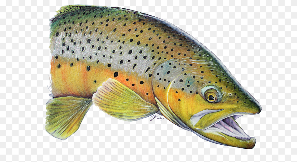 Trout Clip Art, Animal, Fish, Sea Life Free Png Download