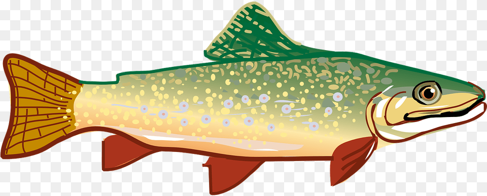 Trout Clipart, Animal, Fish, Sea Life, Shark Free Transparent Png