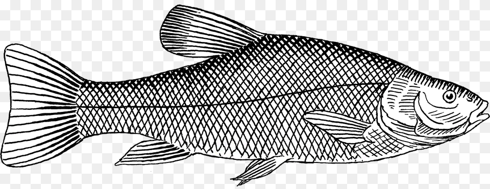 Trout Fish Black White, Animal, Sea Life, Carp Png