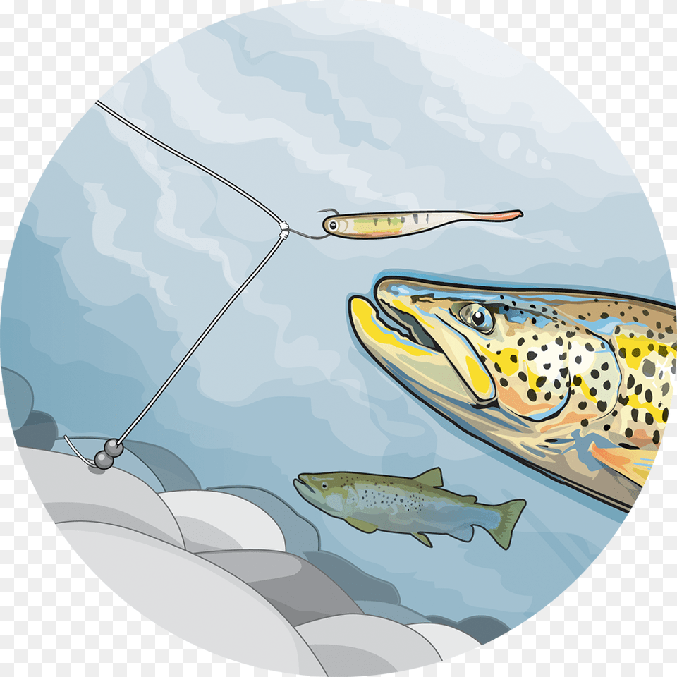 Trout Going For Soft Bait Illustration Soft Plastics For Trout, Animal, Fish, Sea Life Png