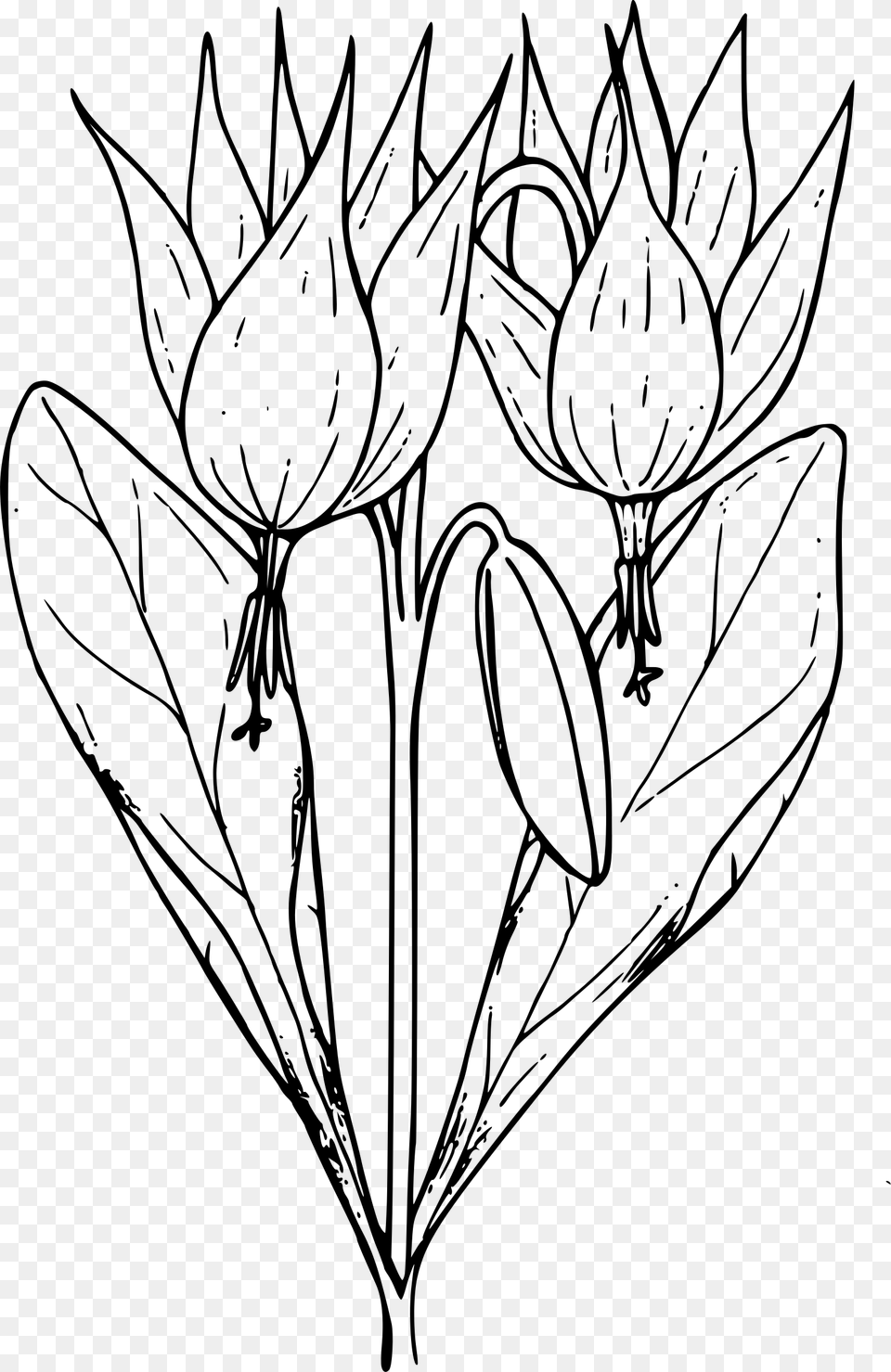 Trout Lily Clip Arts, Gray Free Png Download