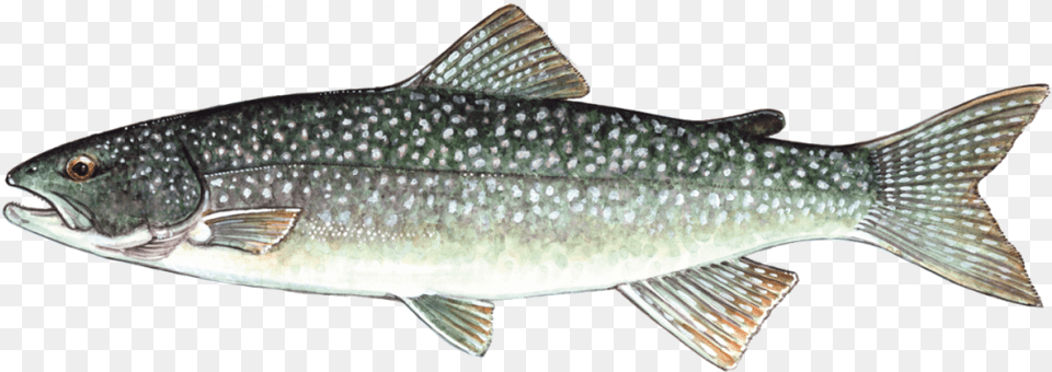 Trout Species Lake Erie, Animal, Fish, Sea Life Png