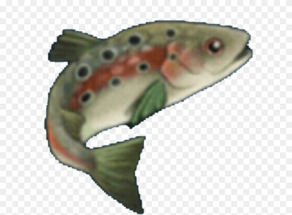 Trout Tr Wiki, Animal, Fish, Sea Life, Cod Png