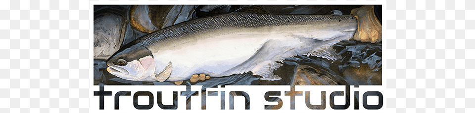Troutfin Studio Trout, Animal, Coho, Fish, Sea Life Free Png