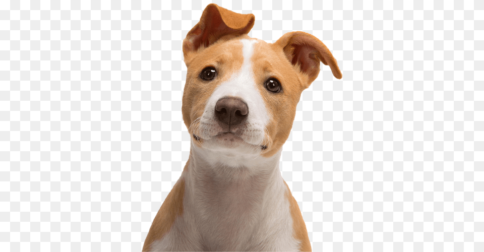 Trova Hotel Agriturismi E Case Per Tue Dog Face Duo Stream Automatic Water Dispenser 1 Litre, Animal, Canine, Mammal, Pet Free Transparent Png
