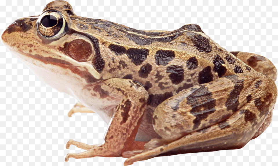 True Animalnorthern Leopard Frogbullfrogwood Toadpickerel Frog, Amphibian, Animal, Wildlife, Reptile Free Png