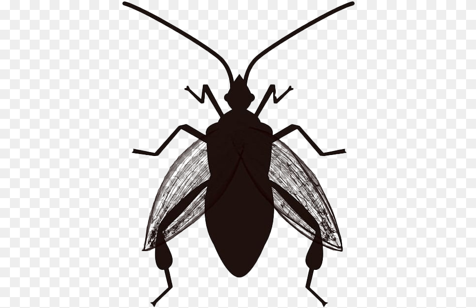 True Bug Insect Clipart Vector Of A Bug Svg, Animal, Bow, Weapon Png Image