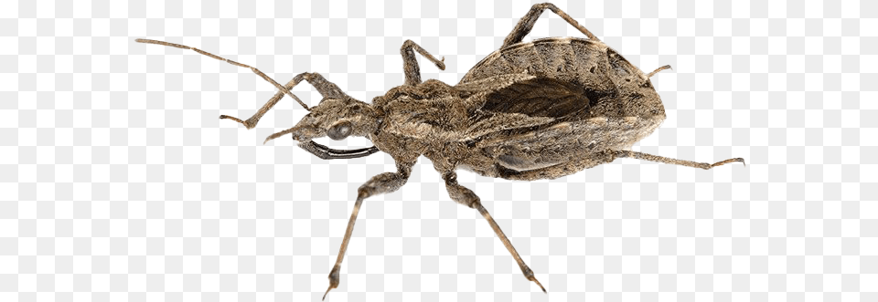 True Bug Insect Image Assassin Bug, Animal, Cricket Insect, Invertebrate Free Png Download