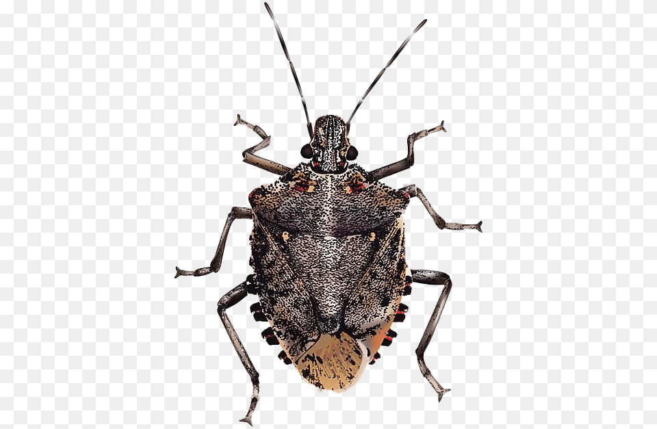 True Bug Insect Image Brown Marmorated Stink Bug, Animal, Food, Invertebrate, Lobster Free Png Download