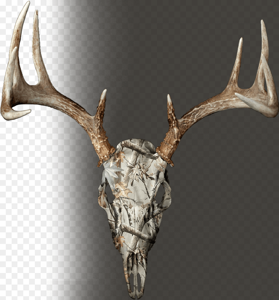 True Rutt Buck Skull European Deer Mount, Antler, Animal, Mammal, Wildlife Free Png Download
