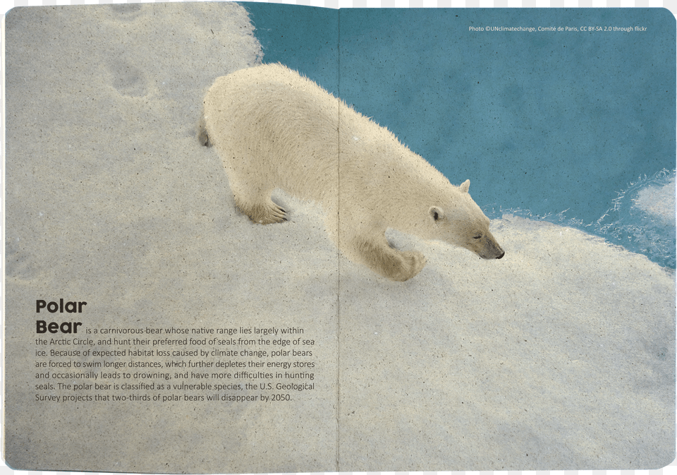 Truegrasses Paper Notebookdata Zoom Cdn Polar Bear Png