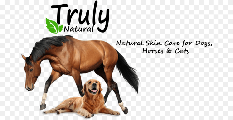 Truly Natural Ointment Stallion, Animal, Canine, Dog, Mammal Free Png Download
