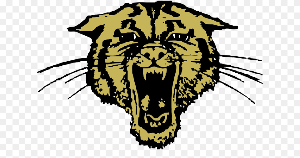 Trumann Wildcats Clipart Download Bearcat Douglas Wyoming High School, Animal, Lion, Mammal, Wildlife Png Image