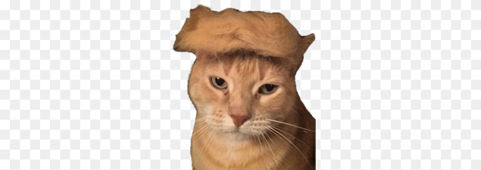 Trump Cat, Abyssinian, Animal, Mammal, Pet Png