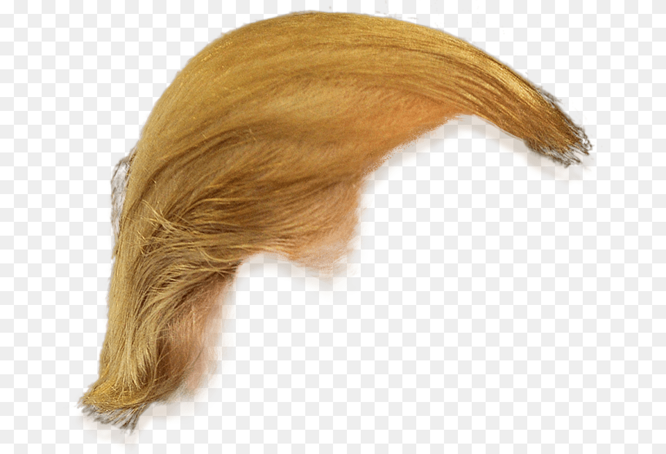 Trump Hair Hd Pictures Vhvrs Donald Trump Hair Only, Adult, Blonde, Female, Person Free Transparent Png