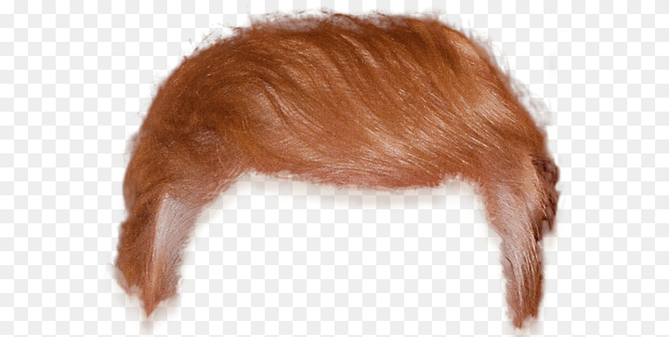 Trump Hair Transparent, Animal, Hog, Mammal, Pig Png Image