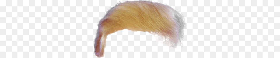 Trump Hair Transparent 6 Sketch, Animal, Mammal, Rat, Rodent Png Image