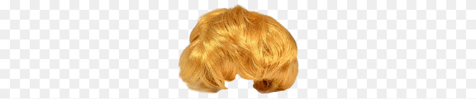 Trump Wig, Blonde, Hair, Person, Animal Free Transparent Png