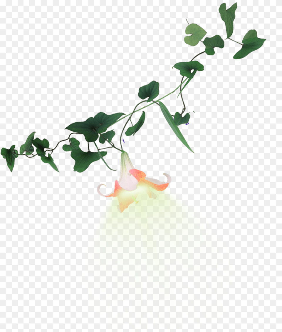Trumpet Vine Trumpet Vine Transparent Background, Leaf, Plant, Flower Png