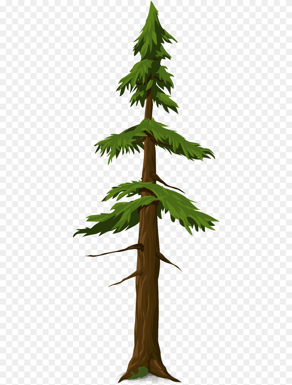 Trunk, Conifer, Fir, Plant, Tree Free Png Download