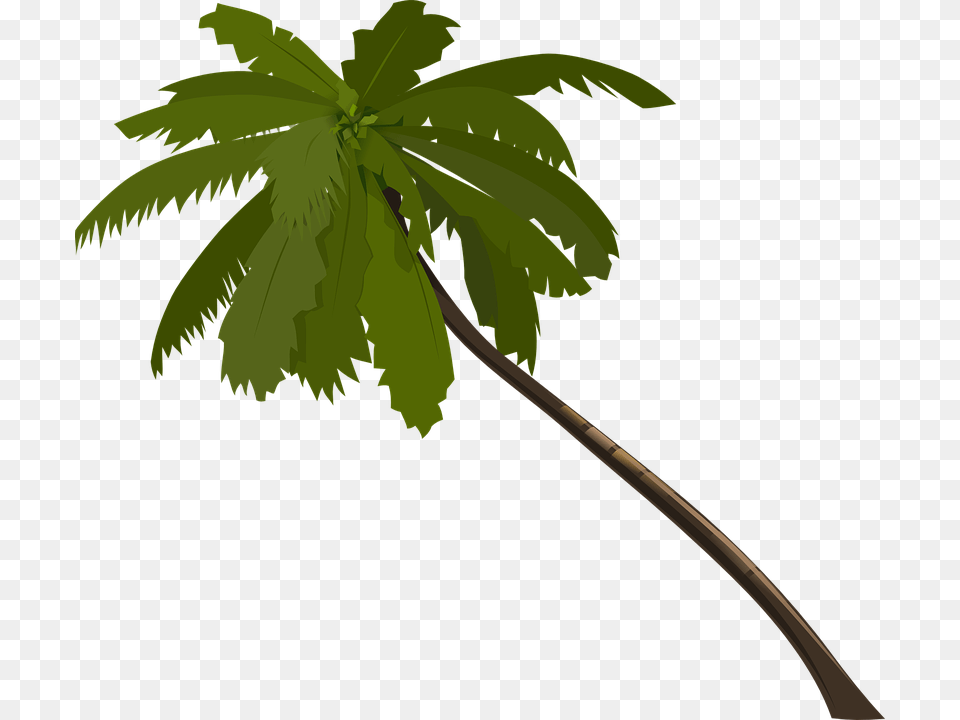 Trunk Palm Tree Clipart Explore Pictures, Leaf, Palm Tree, Plant, Green Free Transparent Png