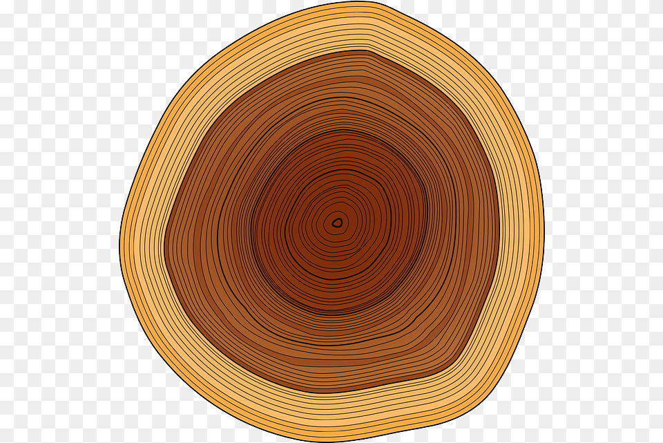 Trunk Tree Rings Wood Timber Circle, Lumber, Plywood, Plant, Disk Free Transparent Png