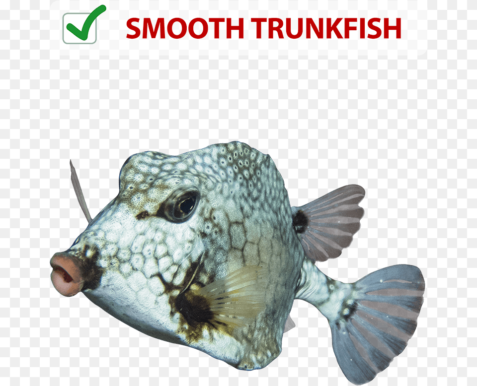 Trunkfish, Animal, Fish, Sea Life, Puffer Free Png