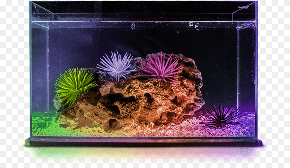 Try Our Interactive Buttons Aquarium Png