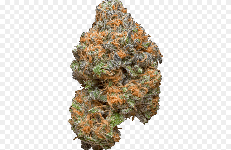 Tryna Smoke Weedslys Weed, Plant Png Image