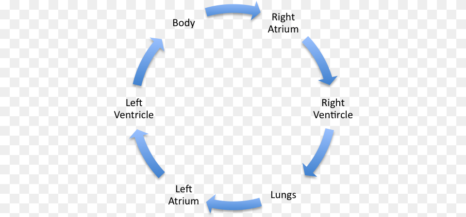 Trypanosomiasis Circulatory System Merck Veterinary Life Cycle Of Mdf, Person Png Image