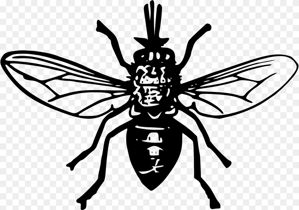 Tsetse Fly 2 Clip Arts Black Fly Clipart, Gray Png