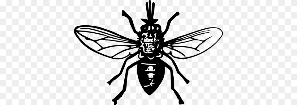 Tsetse Fly Insect Black Fly Computer Icons Tsetse Fly Clipart, Gray Png