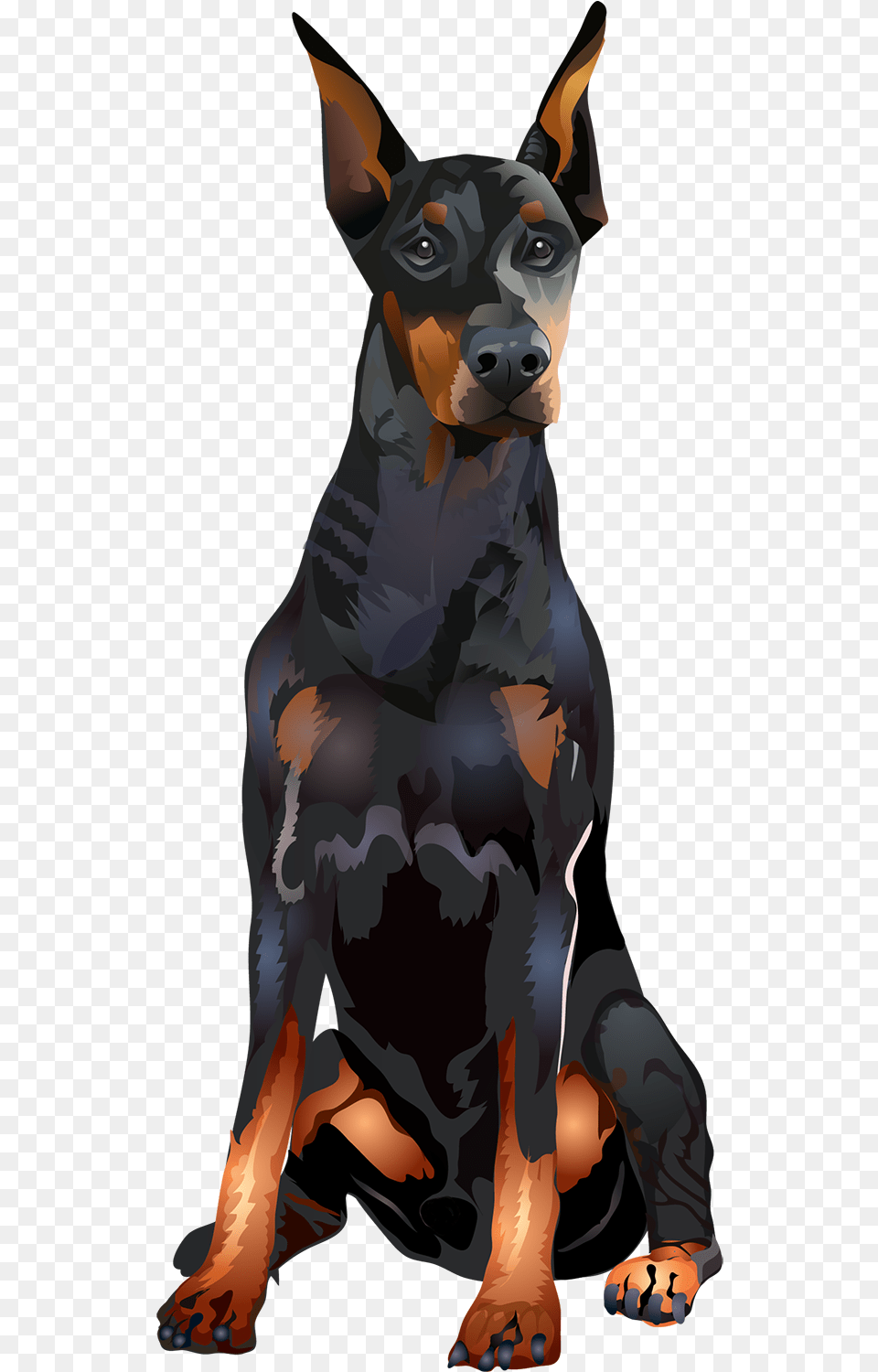 Tshirt Dobermann, Adult, Female, Person, Woman Free Png