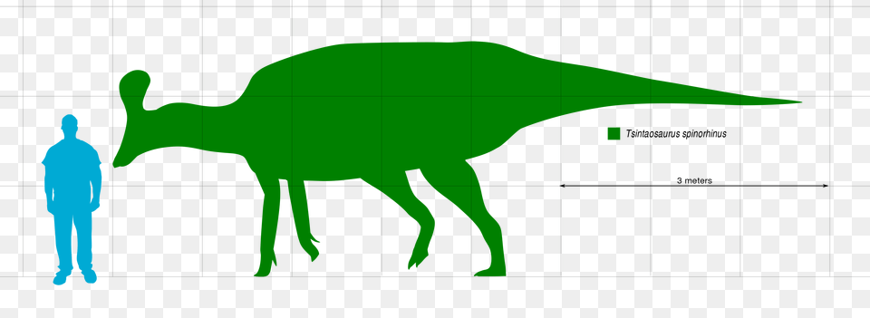 Tsintaosaurus Scale, Person, Animal, Dinosaur, Reptile Png Image