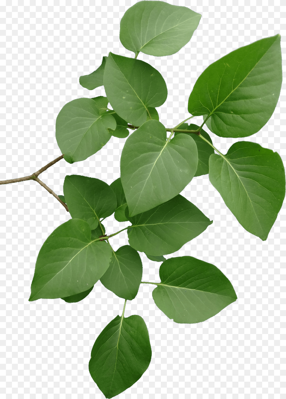 Tt Lupine Leaf 07 Jul 2014 Lilac Leaves, Appliance, Device, Electrical Device, Computer Hardware Free Png Download