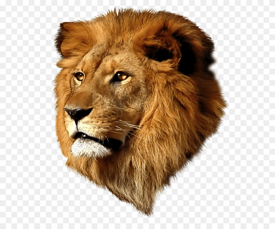 Tte De Lion Quotes Never Above You Never Below You, Animal, Mammal, Wildlife Free Transparent Png