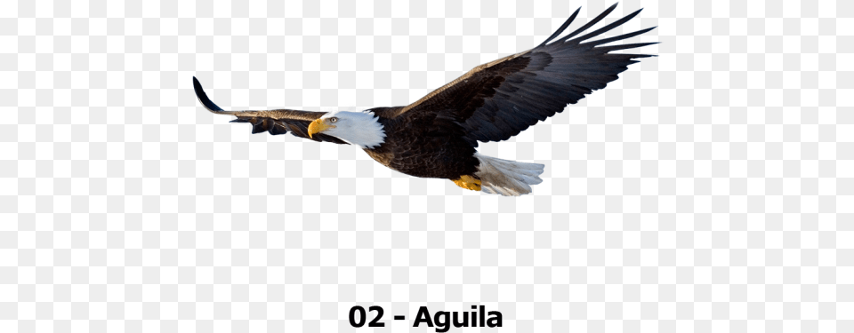 Tu Animalito Bald Eagle Flying, Animal, Bird, Beak, Bald Eagle Png Image