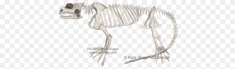 Tuatara Skeleton, Animal, Dinosaur, Reptile Png